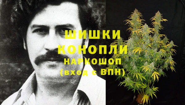 прущие грибы Абинск